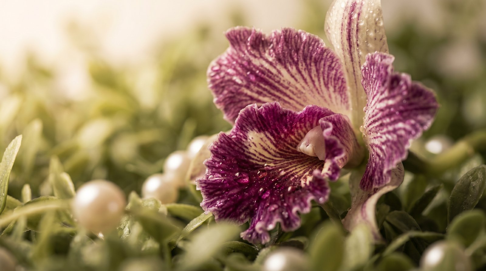 幼幼视频-珍稀兰花品种鉴赏